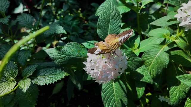Close up of a clipper butterfly sitting on a white flower and collecting nectar on a sunny spring day in slow motion