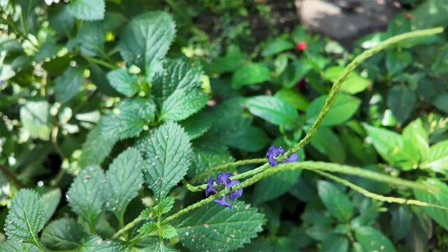 Close up of an orange julia Heliconian butterfly sitting on a purple flower and collecting nectar on a sunny spring day in slow motion