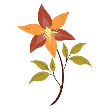 autumn joy clematis flower on white background