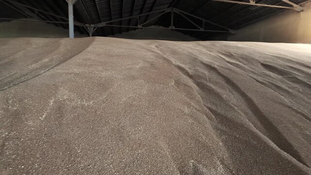 Huge pile of harvested wheat grains inside a large agricultural warehouse. Concept of bountiful harvest, food production, commodity trading, and agribusiness industry.