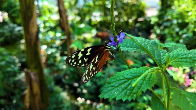 Close up of a tiger long wing butterfly sitting on a purple flower and collecting nectar on a sunny spring day in slow motion