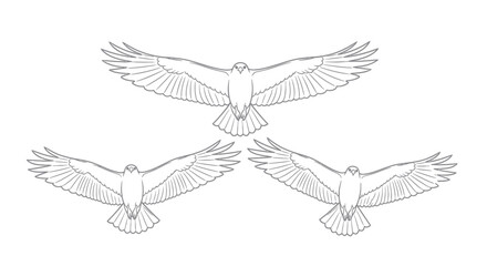 Fototapeta premium Three Hawks Flying Wings Spread Line Drawing Illustration