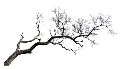 Fototapeta premium gnarled bare tree branch with delicate sparse leaves against white background, natural texture, isolated detail