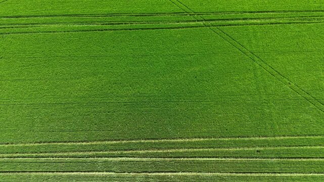 Wheat field covers the ground with neat rows of plants reaching towards the sun. Green crops create patterns across the land. The scene shows growth and farming activity.
