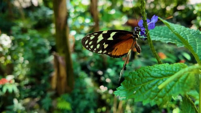 Close up of a tiger long wing butterfly sitting on a purple flower and collecting nectar on a sunny spring day in slow motion