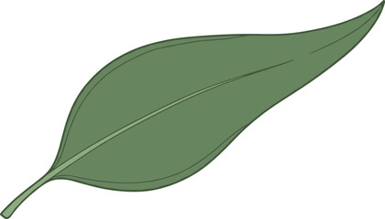 Single green eucalyptus leaf with central vein and stem on white background, natural element © Sugar