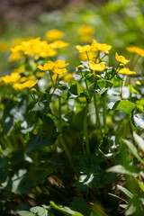 Fototapeta premium Bright Marsh Marigolds In Spring Forest Meadow