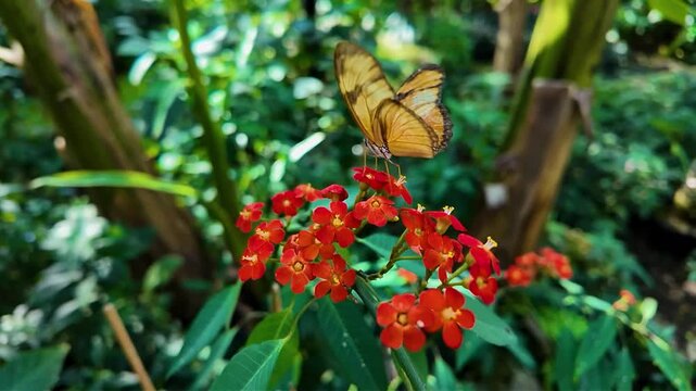 Close up of a tiger long wing and julia Heliconian butterfly sitting on a red flower and collecting nectar on a sunny spring day in slow motion