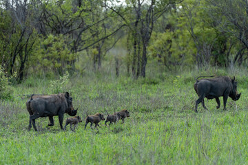 Warthog Family with Piglets Walking in Green Bush Kruger National Park © VittorePhotography