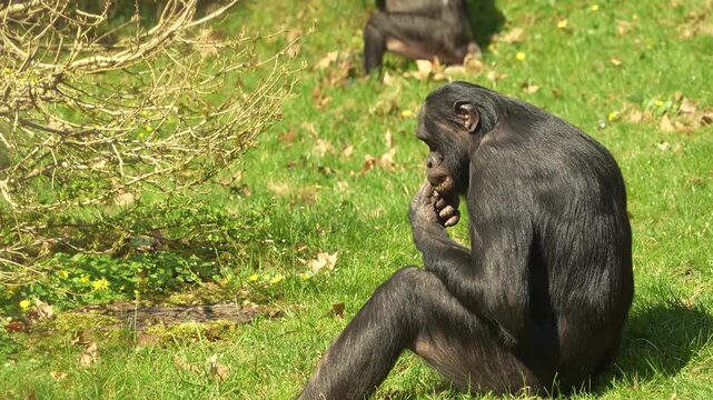 Close up of a bonobo Monkey sitting ona meadwo and eating weeds on a sunny day in summer