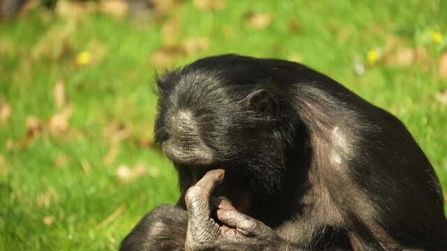 Close up of a bonobo Monkey sitting ona meadwo and eating weeds on a sunny day in summer