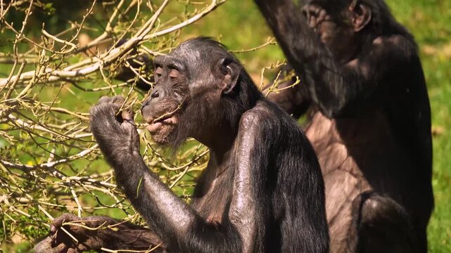 Close up of a bonobo Monkey sitting ona meadwo and eating weeds on a sunny day in summer