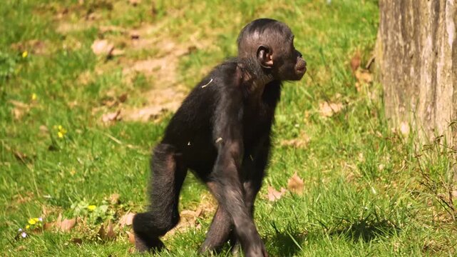 Close up of a young bonobo Monkey moving around on a meadow  on a sunny day in summer