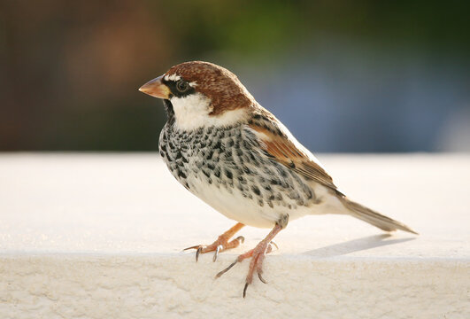 Sparrow