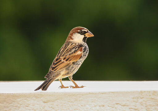 Sparrow