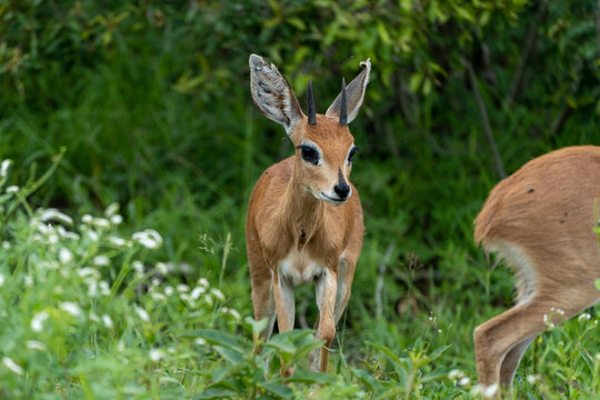 Steenbok Young Male Looking at Camera in Green Flowers Kruger Park