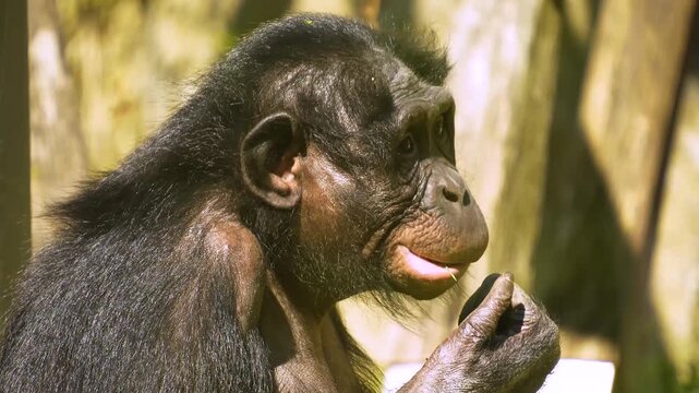 Close up of a bonobo Monkey sitting ona meadwo and eating weeds on a sunny day in summer