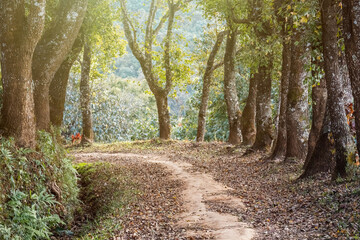 Fototapeta premium The tranquil natural trail, covered by dry leave and surrounded by hardwood trunks, in the wood.