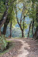Fototapeta premium The tranquil natural trail, covered by dry leave and surrounded by hardwood trunks, in the wood.