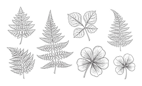 Hand drawn collection of fern leaves and clover plants botanical