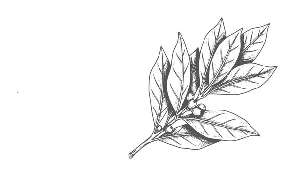 Hand drawn of a laurel branch with leaves and berries botanical