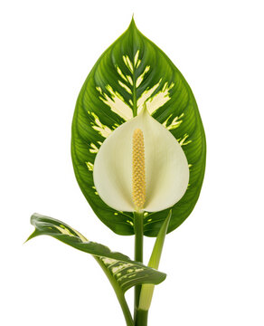 Dieffenbachia bloom with variegated foliage for tropical greenery care helps garden center and nursery seller promote indoor decor, potted aroid sales and home gardening education