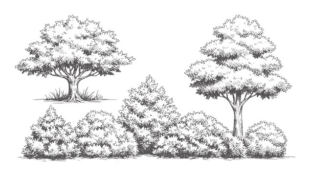 Hand drawn of deciduous trees and evergreen bushes white nature