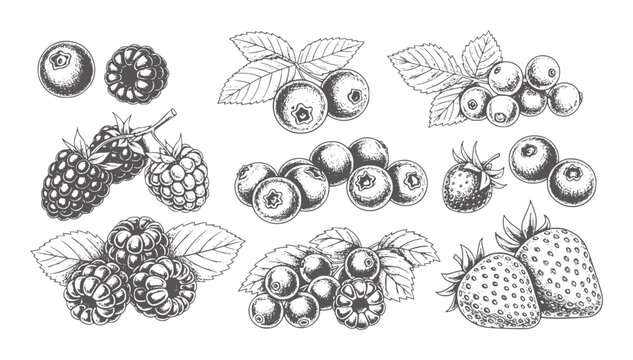 Hand drawn of various berries including blueberries raspberries blackberries and strawberries