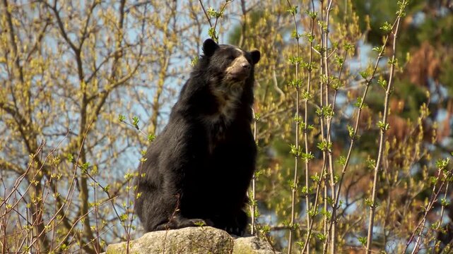Close up  black Spectacled bear moving around rocks on a sunny summer day