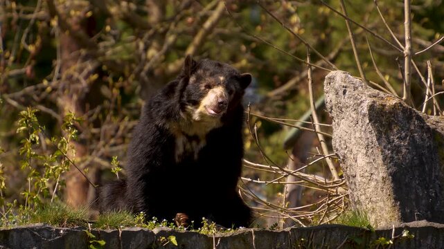 Close up  black Spectacled bear moving around rocks on a sunny summer day