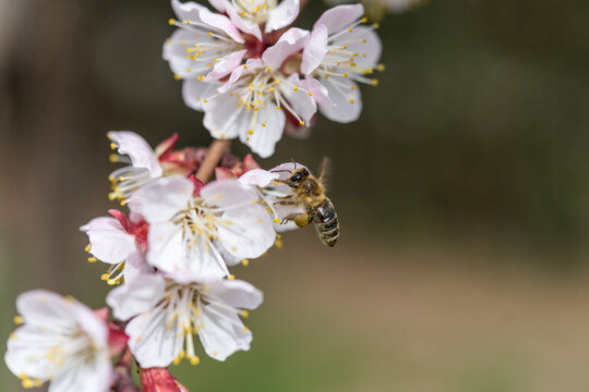 Minimalist Macro of Honey Bee and Apricot Blossom