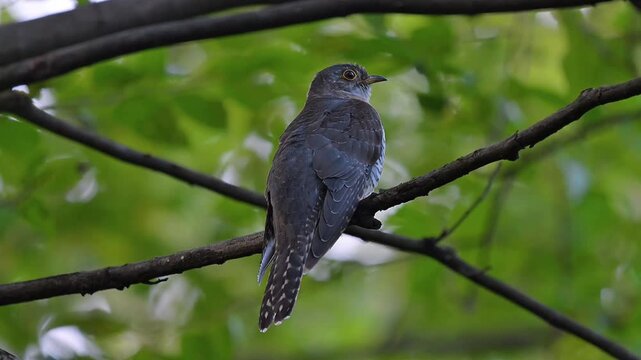 A wild cuckoo bird perched on a forest tree branch looking back over its shoulder against a lush green blurred foliage background in its natural habitat.