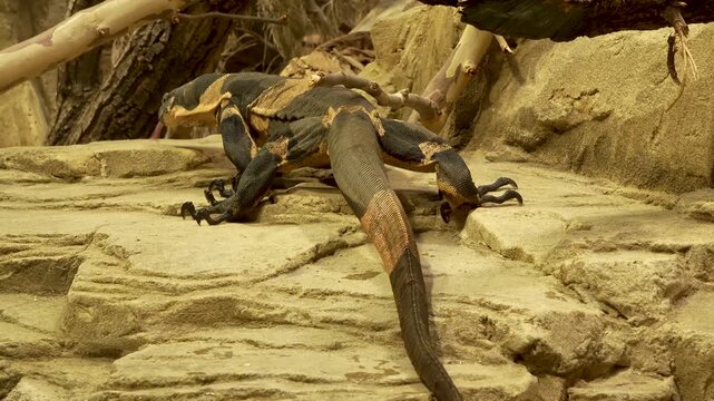 close up of a large Monitor lizard  from behind walking around desert rocks on a cloudy summer day