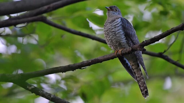 A vigilant wild cuckoo bird showcasing its distinctive striped plumage, perched on a forest tree branch looking upward against a lush green blurred background.