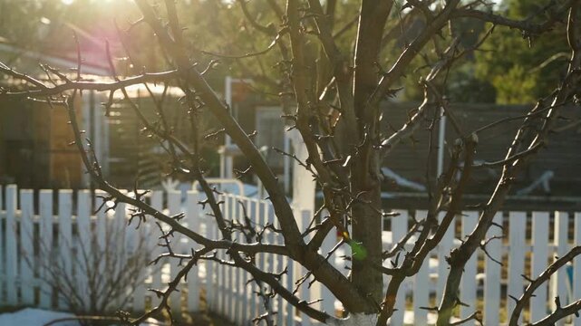 Bare fruit tree branches in backyard garden with sunlight backlight. Early spring garden with white picket fence and warm sun flare