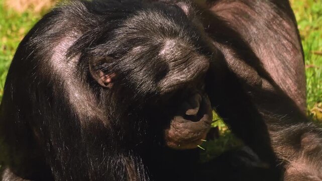 Close up of a bonobo Monkey sitting on a meadow and eating weeds on a sunny day in summer