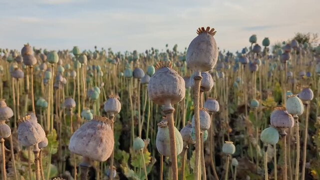 Poppy seed heads ripening in agricultural field during summer season close up