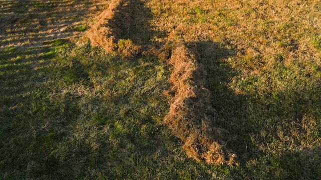 Raked dry grass thatch piled on lawn during spring cleanup. Dead grass rows after dethatching lawn in evening sunlight