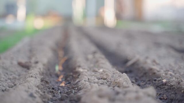 Slow motion planting onion sets in vegetable garden bed close-up with blurred background
