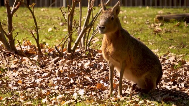 Close up view of a Patagonian mara sitting on a meadow on a sunny autumn day watching