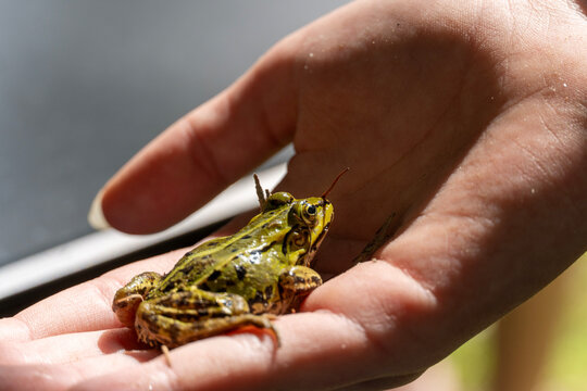Green frog in human hand during outdoor nature exploration
