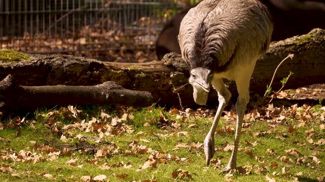 Close up Nandu or Rhea bird head grazing ona meadow ona sunny autumn day