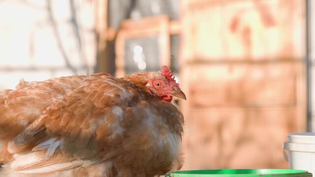 Brown hen with red comb close-up in chicken coop on sunny day