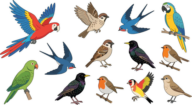 Colorful bird collection vector illustration, parrots sparrows swallows robins starlings flying tropical cartoon wildlife animals isolated set artwork