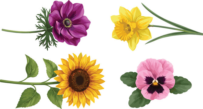 Colorful floral vector collection featuring sunflower, daffodil, pansy and anemone flowers, botanical illustration set isolated on white background