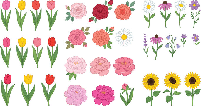 Colorful flower collection vector illustration, tulips roses daisies peonies sunflowers lavender floral botanical spring garden decorative design set