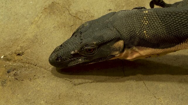 close up of a large Monitor lizard head moving around desert rocks on a cloudy summer day