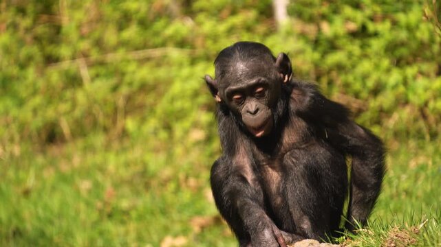 Close up of a young bonobo Monkey sitting on a meadow and looking around on a sunny day in summer
