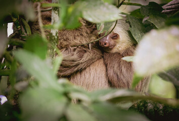 Sleeping Sloth from Costa Rica © SEULGI