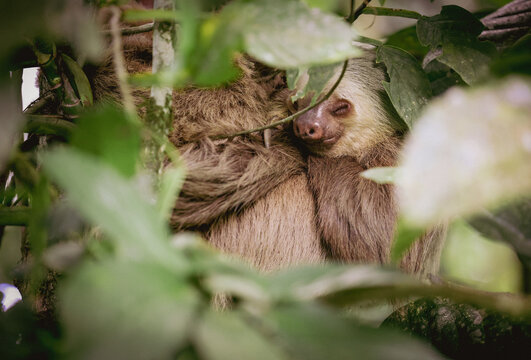 Sleeping Sloth from Costa Rica